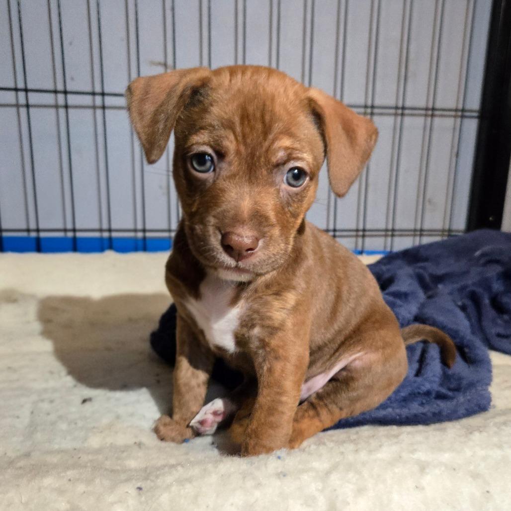 Enlarge CT Ravioli avail Dec 27, a Adoptable mixed breed in Eastford, CT image 6/6