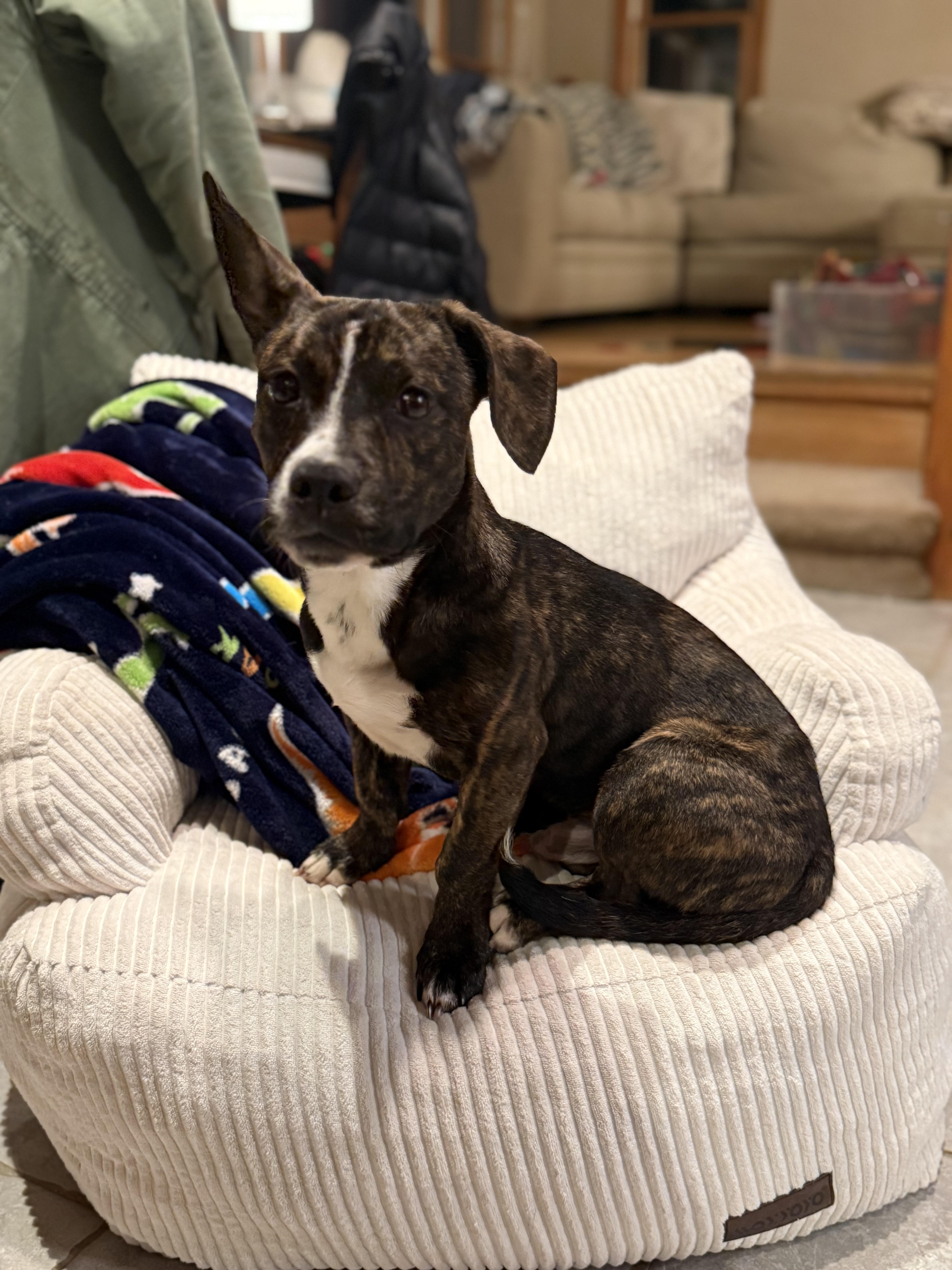 Little Buddy , ADOPTABLE, Puppy Male Mixed Breed.