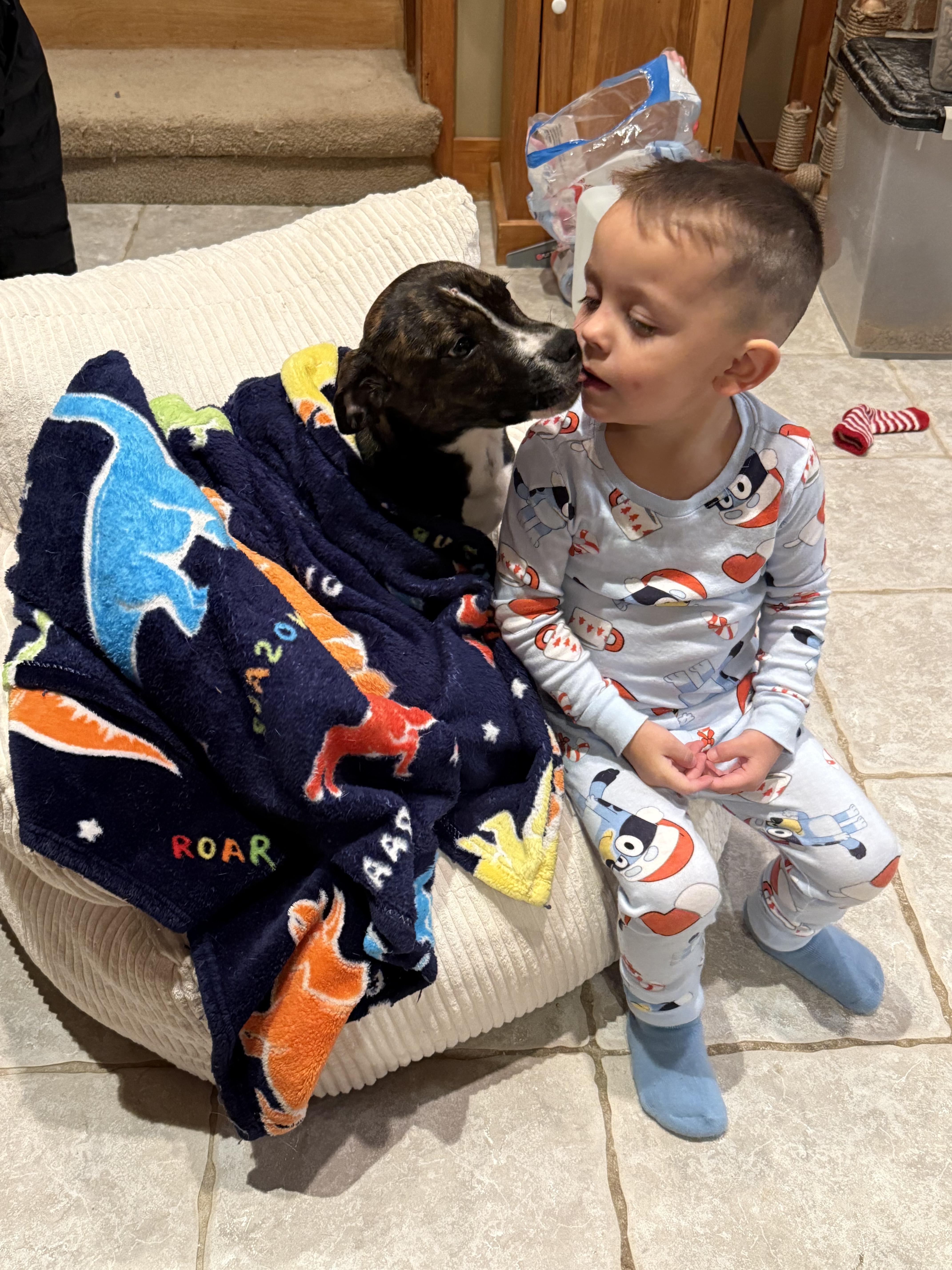 Little Buddy , a ADOPTABLE Mixed Breed in Succasunna, NJ image 2/5