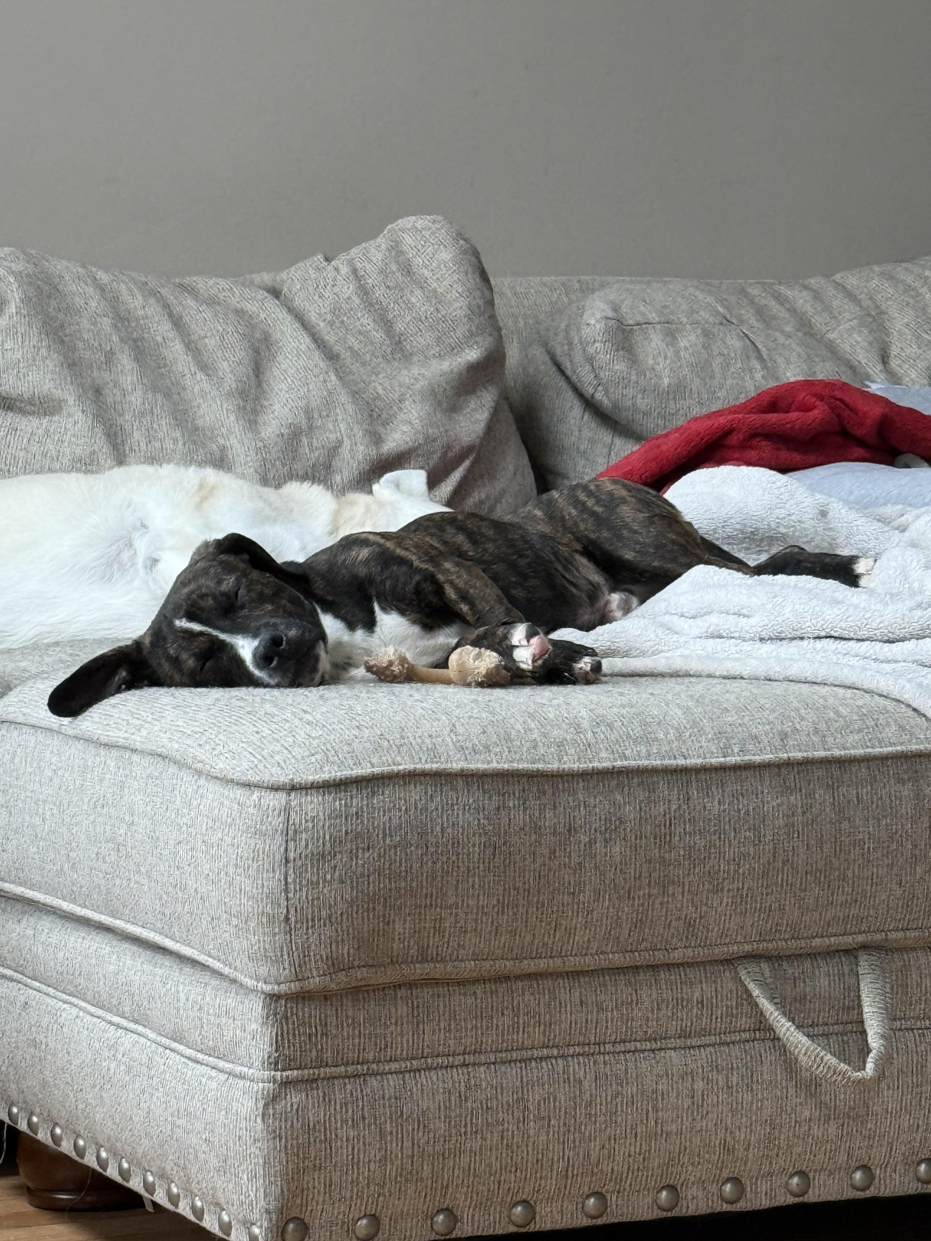 Little Buddy , a ADOPTABLE Mixed Breed in Succasunna, NJ image 4/5