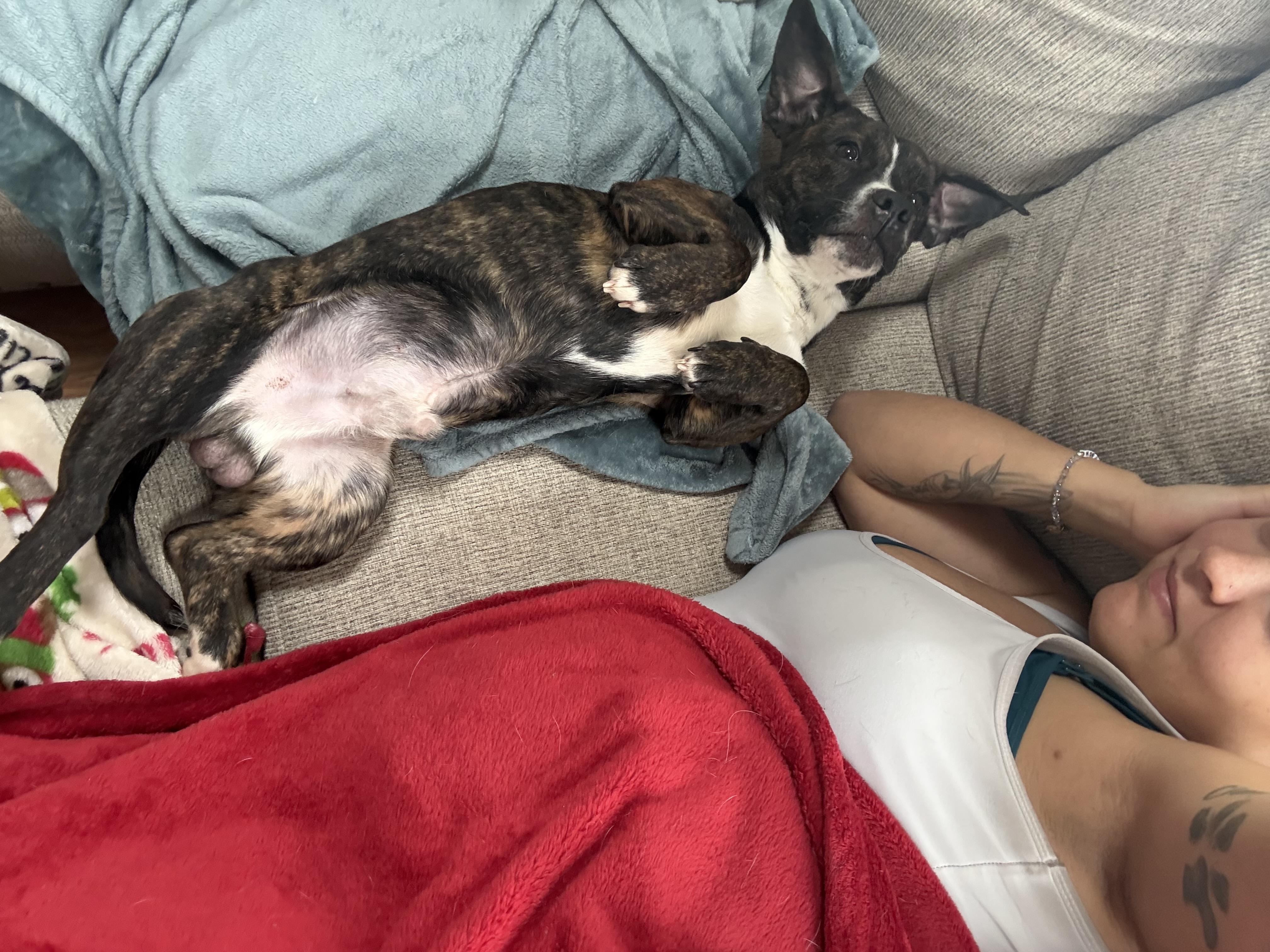 Little Buddy , a ADOPTABLE Mixed Breed in Succasunna, NJ image 3/5