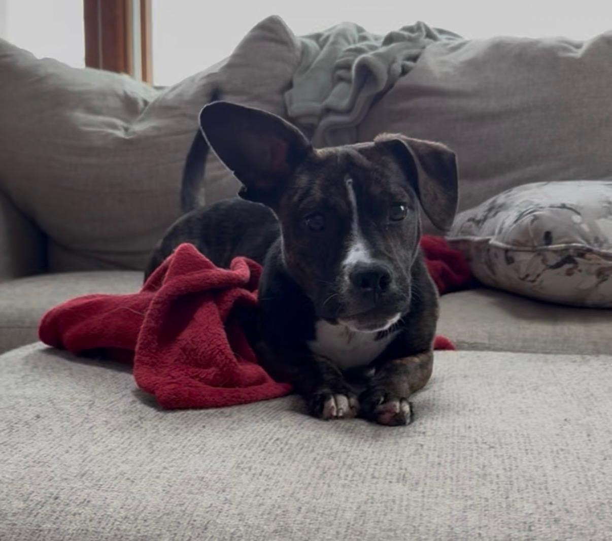 Little Buddy , a ADOPTABLE Mixed Breed in Succasunna, NJ image 5/5