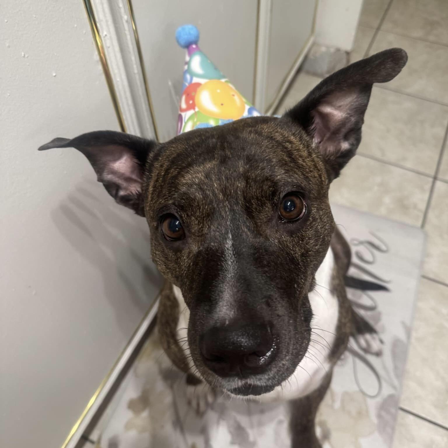 ZZ (20220603-02), an adoptable Boxer in Toronto, ON, M5H 2N2 | Photo Image 3