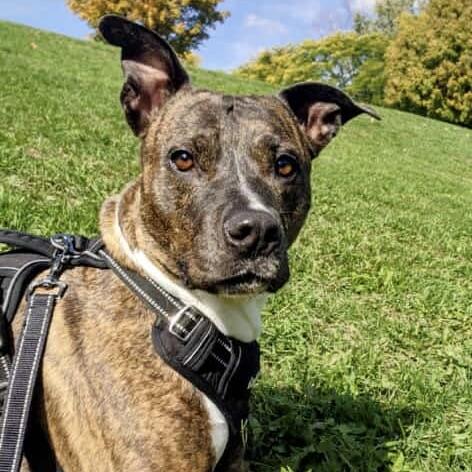 ZZ (20220603-02), an adoptable Boxer in Toronto, ON, M5H 2N2 | Photo Image 3