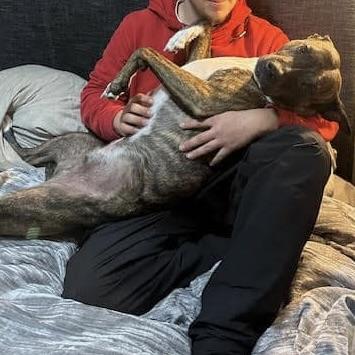 ZZ (20220603-02), an adoptable Boxer in Toronto, ON, M5H 2N2 | Photo Image 6