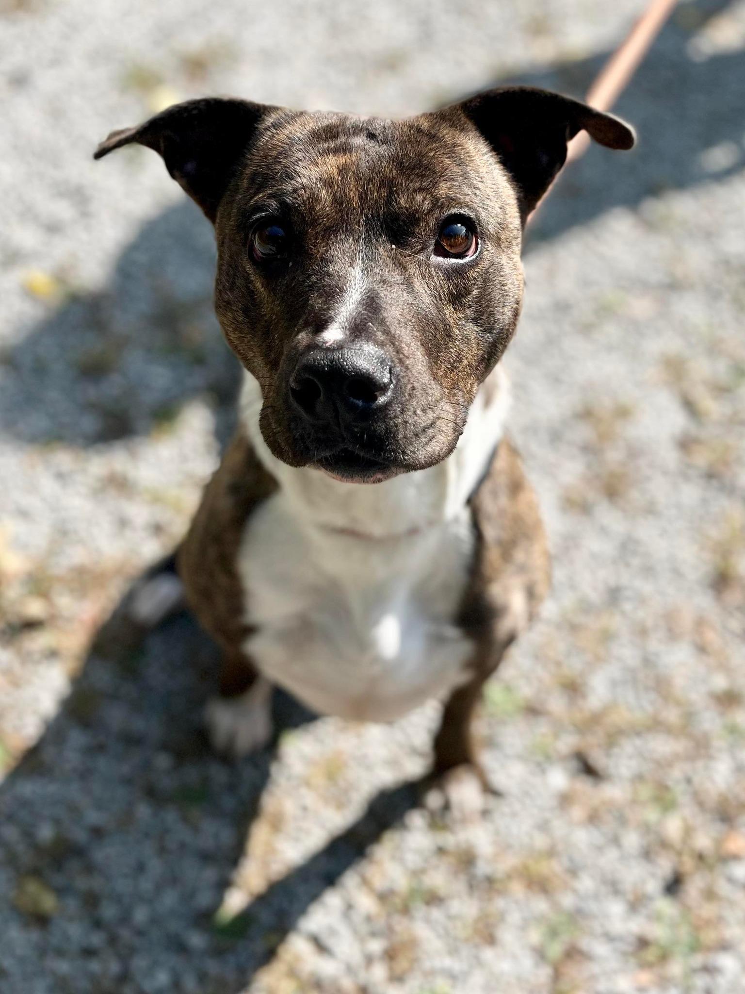 ZZ (20220603-02), an adoptable Boxer in Toronto, ON, M5H 2N2 | Photo Image 1