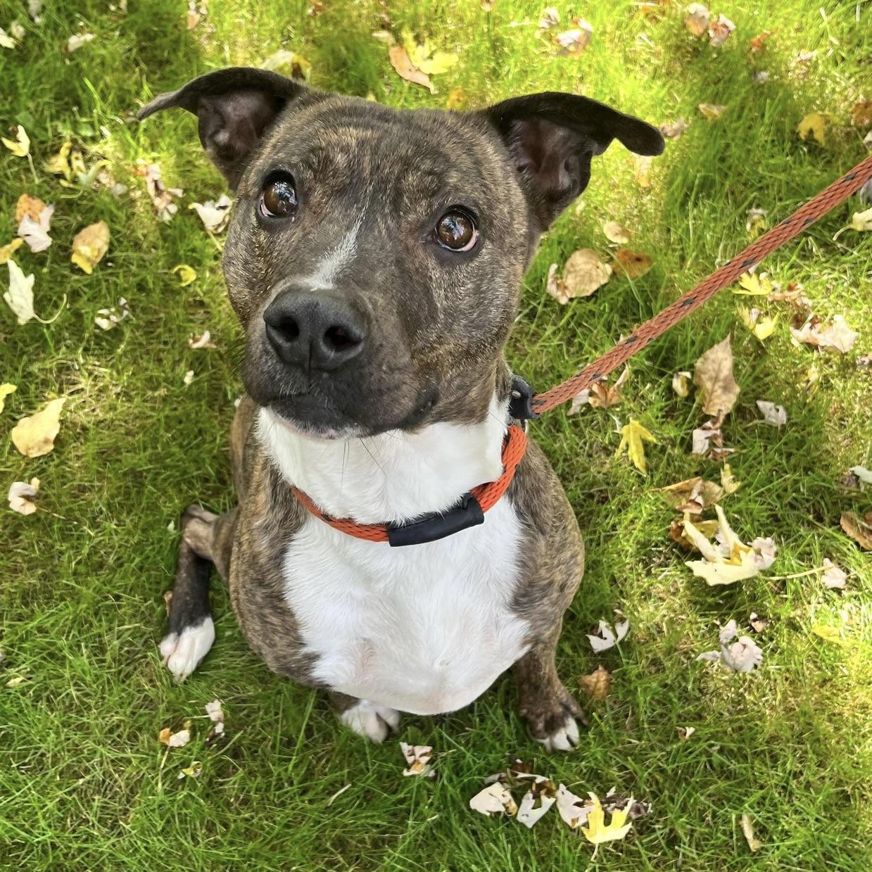 ZZ (20220603-02), an adoptable Boxer in Toronto, ON, M5H 2N2 | Photo Image 2