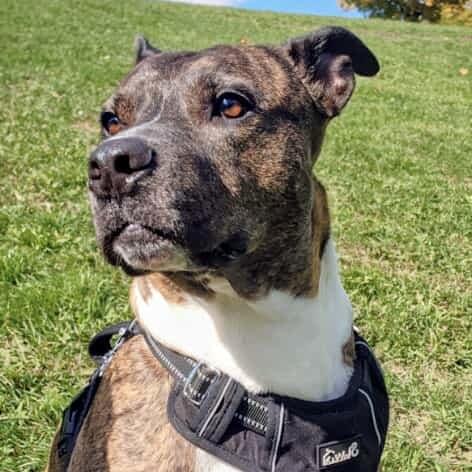 ZZ (20220603-02), an adoptable Boxer in Toronto, ON, M5H 2N2 | Photo Image 4