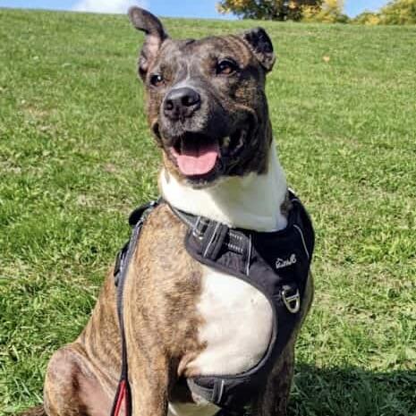 ZZ (20220603-02), an adoptable Boxer in Toronto, ON, M5H 2N2 | Photo Image 1