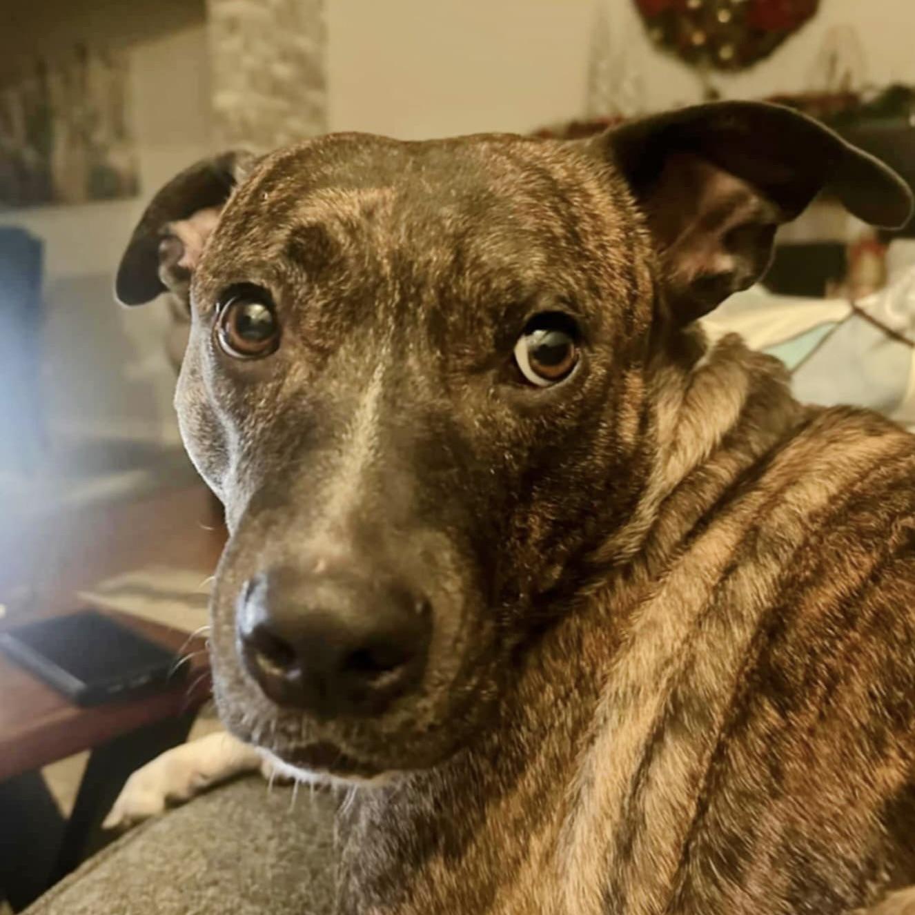 ZZ (20220603-02), a Adoptable mixed breed in Toronto, ON image 6/6