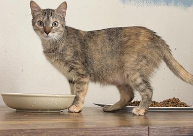 Lindale, Adoptable, Young Female Torbie & Domestic Short Hair.