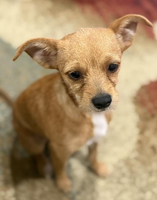 Enlarge Brownie, a Adopted mixed breed in Memphis, TN image 3/5