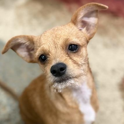 Enlarge Brownie, a Adopted mixed breed in Memphis, TN image 1/5