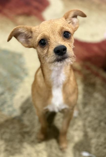 Enlarge Brownie, a Adopted mixed breed in Memphis, TN image 4/5