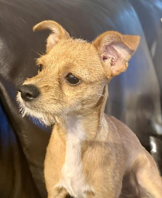 Enlarge Brownie, a Adopted mixed breed in Memphis, TN image 5/5