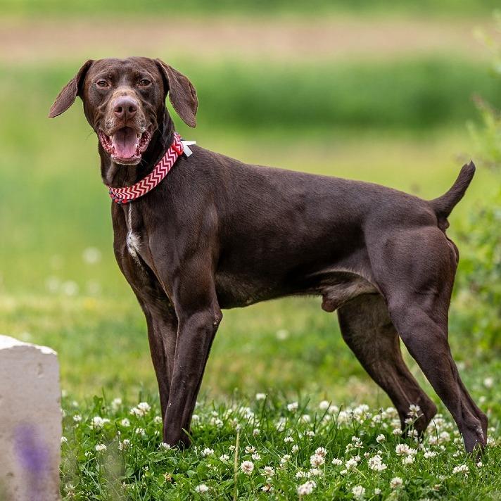 Flannery, a Adoptable German Shorthaired Pointer in Council Bluffs, IA image 1/3