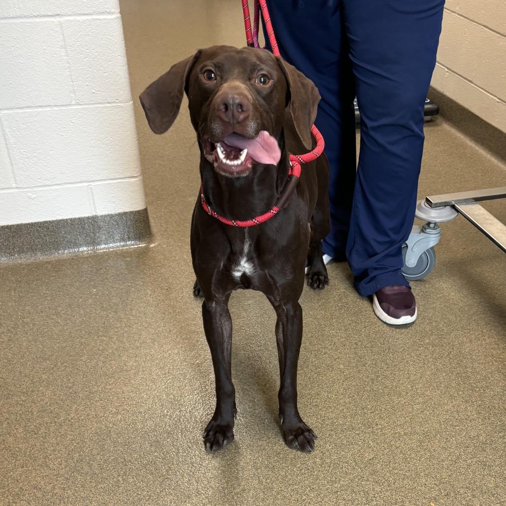 Flannery, a Adoptable German Shorthaired Pointer in Council Bluffs, IA image 2/3