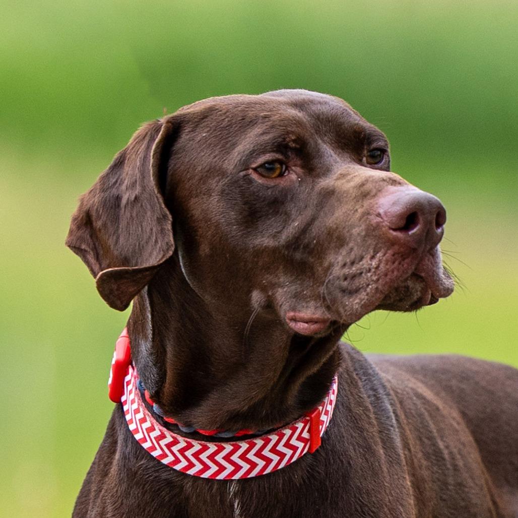 Flannery, a Adoptable German Shorthaired Pointer in Council Bluffs, IA image 3/3