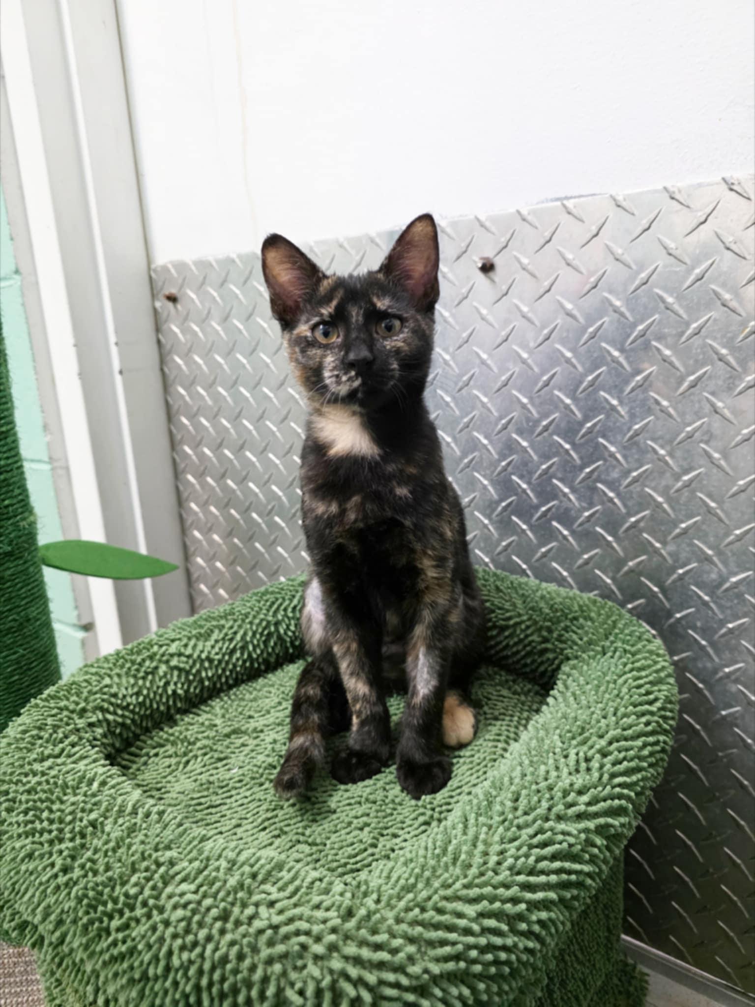 Piper