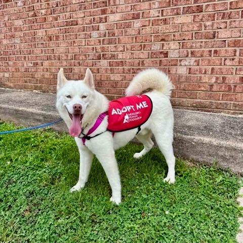 Echo, Adoptable, Young Male Husky.