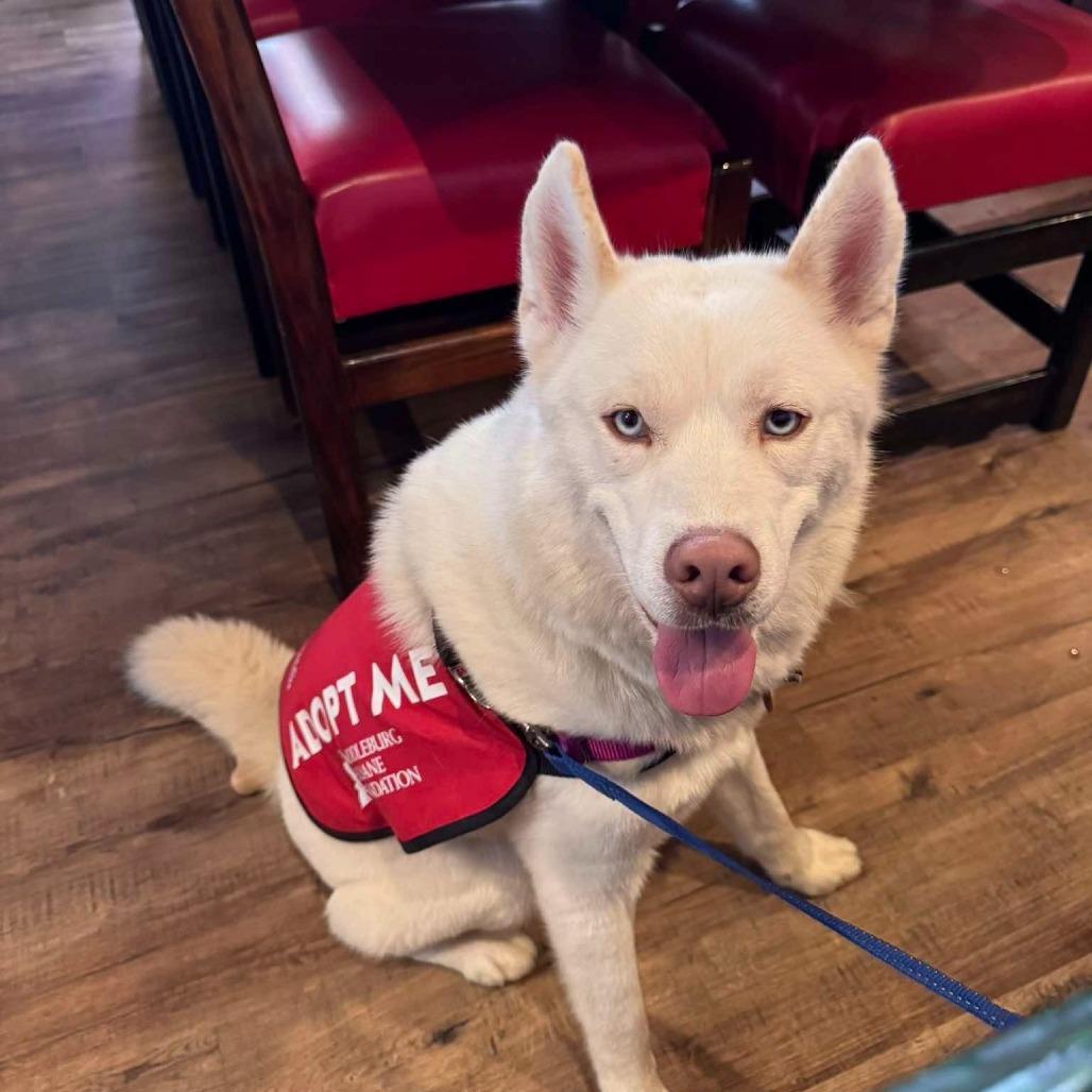 Enlarge Echo, a Adoptable Husky in Marshall, VA image 2/6