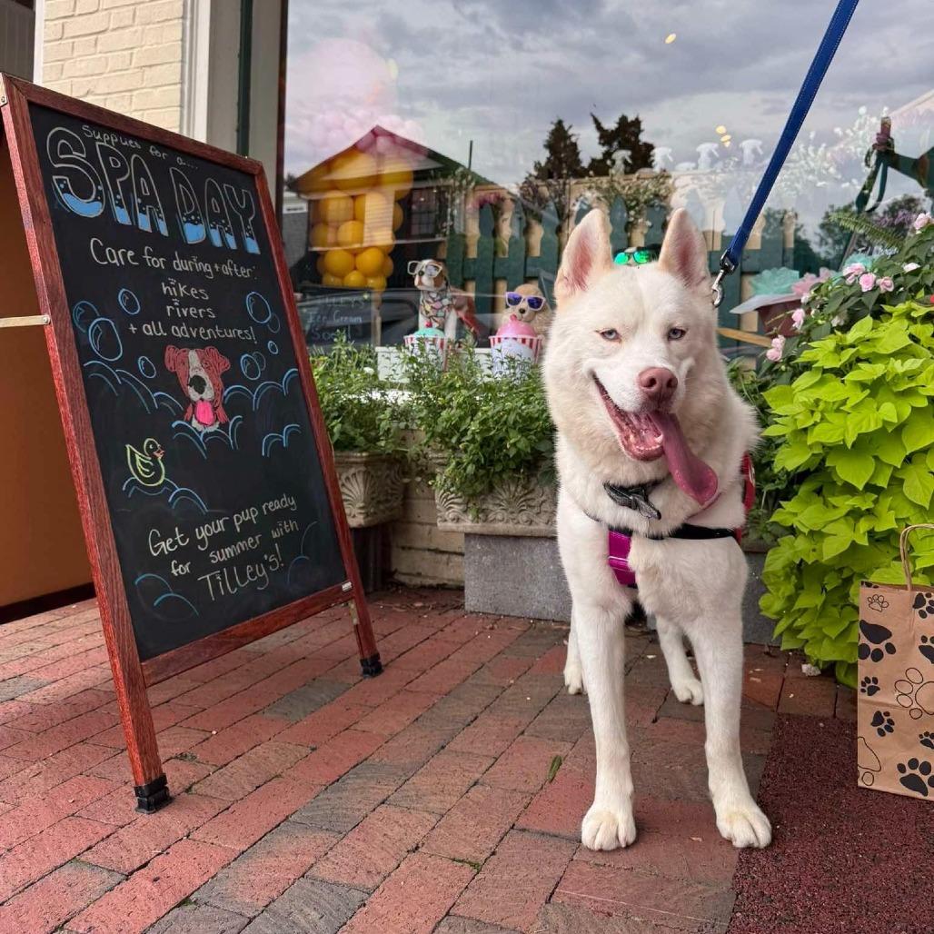 Enlarge Echo, a Adoptable Husky in Marshall, VA image 4/6