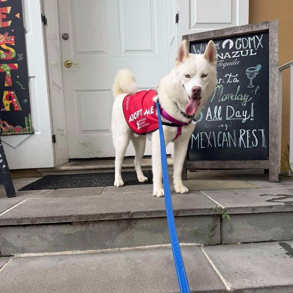 Enlarge Echo, a Adoptable Husky in Marshall, VA image 5/6