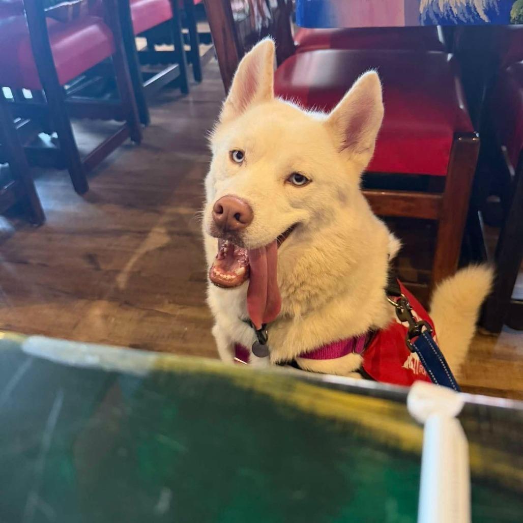 Enlarge Echo, a Adoptable Husky in Marshall, VA image 6/6