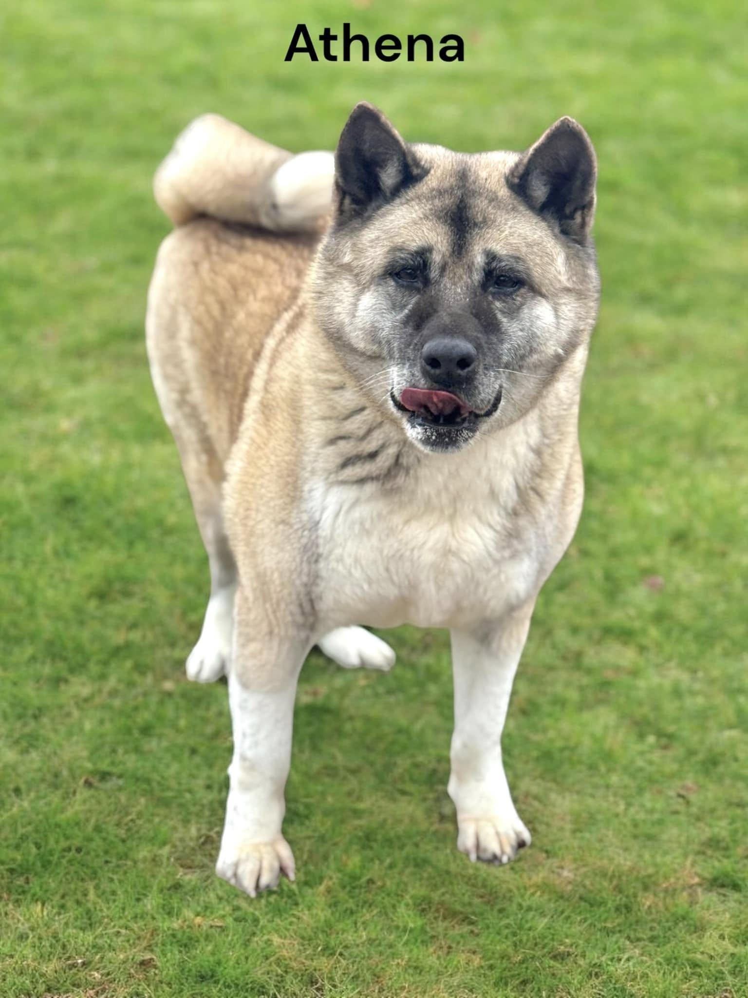 Athena, Senior Female Akita