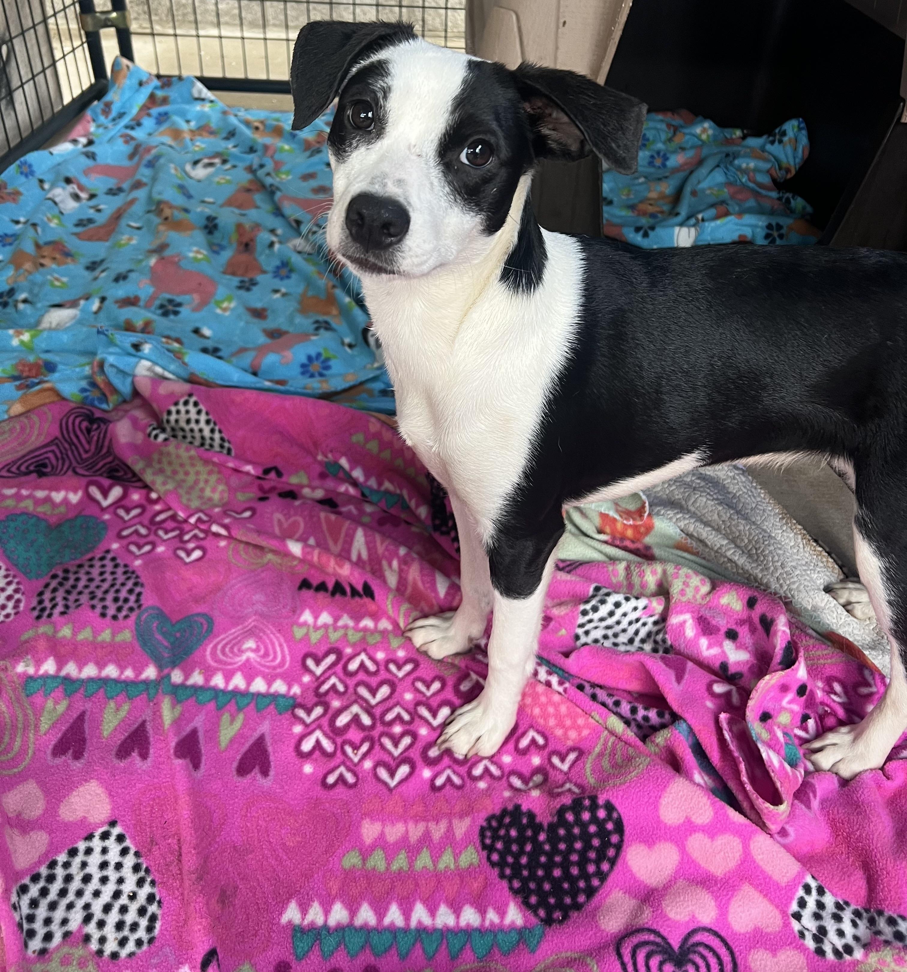 Ophelia, ADOPTABLE, Young Female Jack Russell Terrier & Rat Terrier.