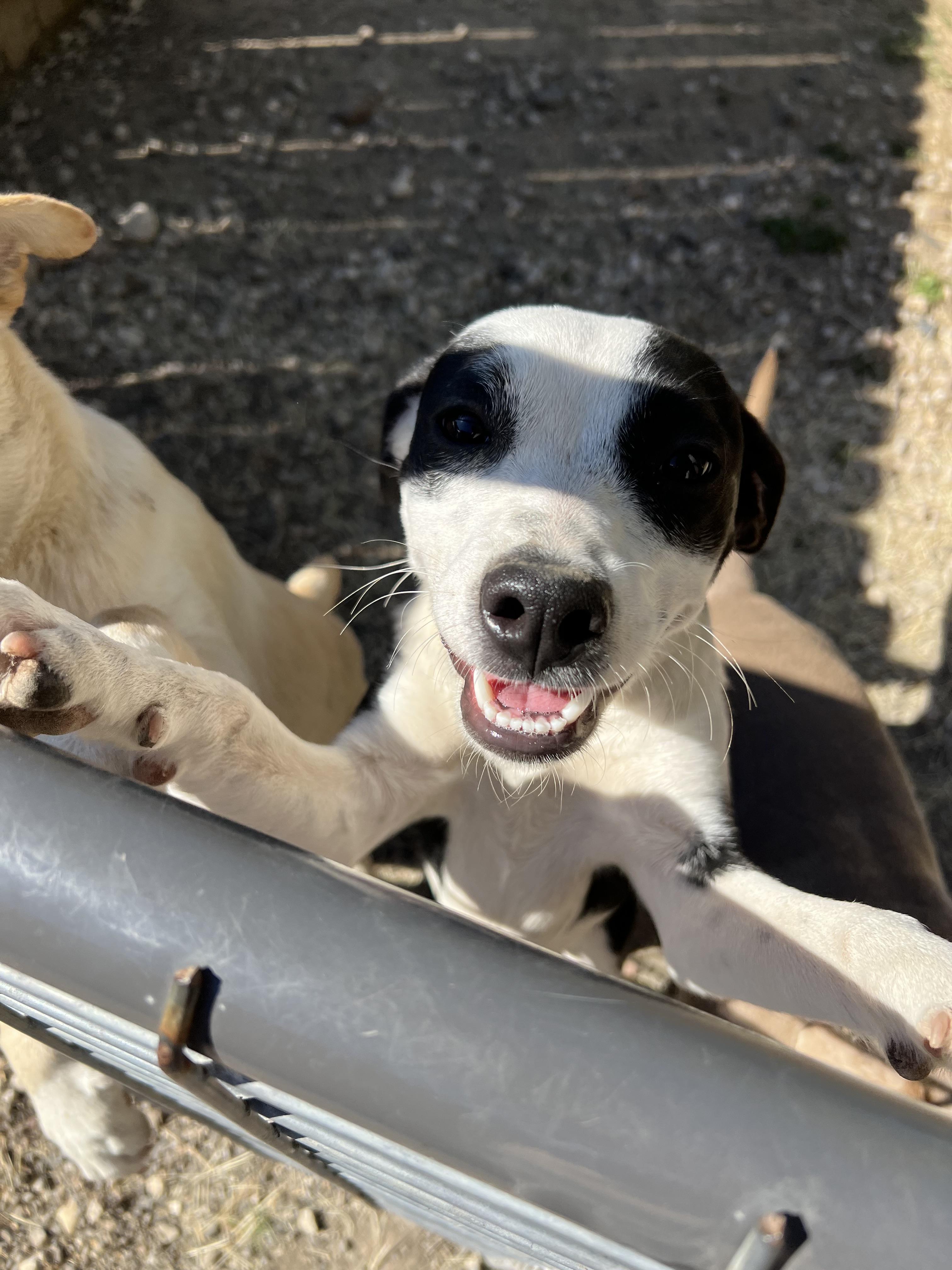 Enlarge Ophelia, an adopted mixed breed in San Antonio, TX image 2/2