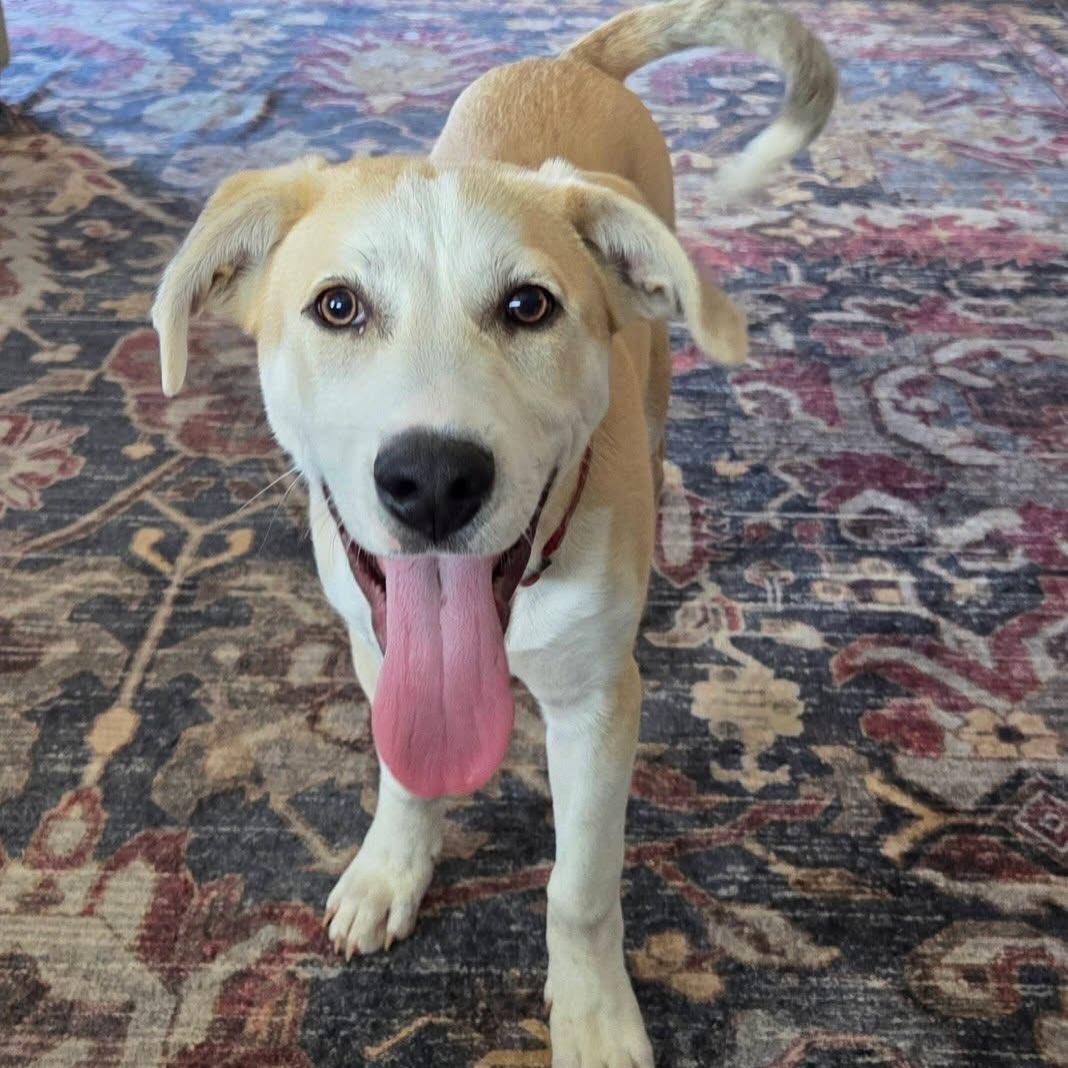 Rudy, adopted, Puppy Male Shepherd.