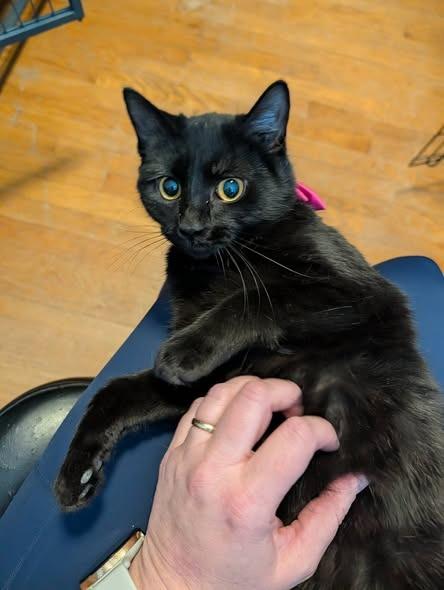 Enlarge Valentina, a Adoptable mixed breed in Kettering, OH image 1/4