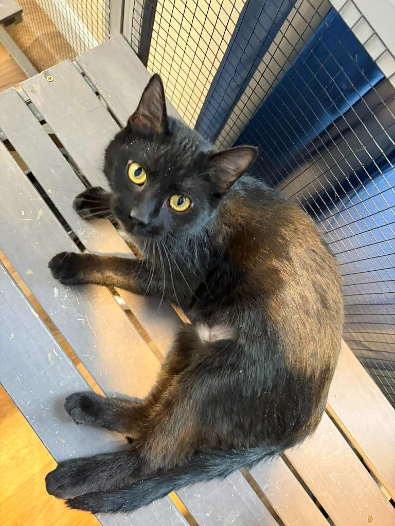 Enlarge Valentina, a Adoptable mixed breed in Kettering, OH image 2/4