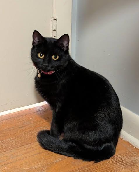 Enlarge Valentina, a Adoptable mixed breed in Kettering, OH image 3/4