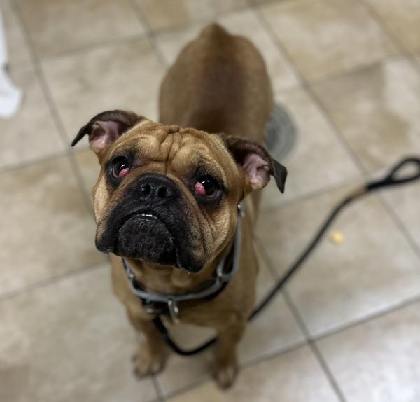 Rory (mcas), Adoptable, Young Male English Bulldog.