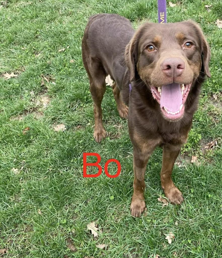 Bo, Adopted, Adult Male Labrador Retriever.