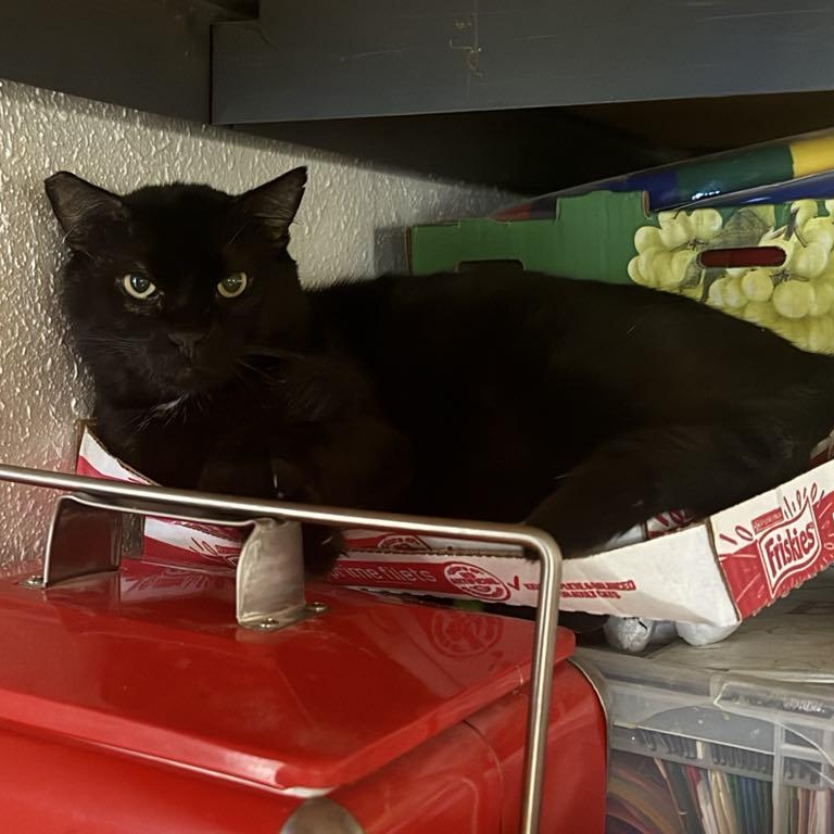 T'Chala, Adoptable, Adult Male Domestic Short Hair.