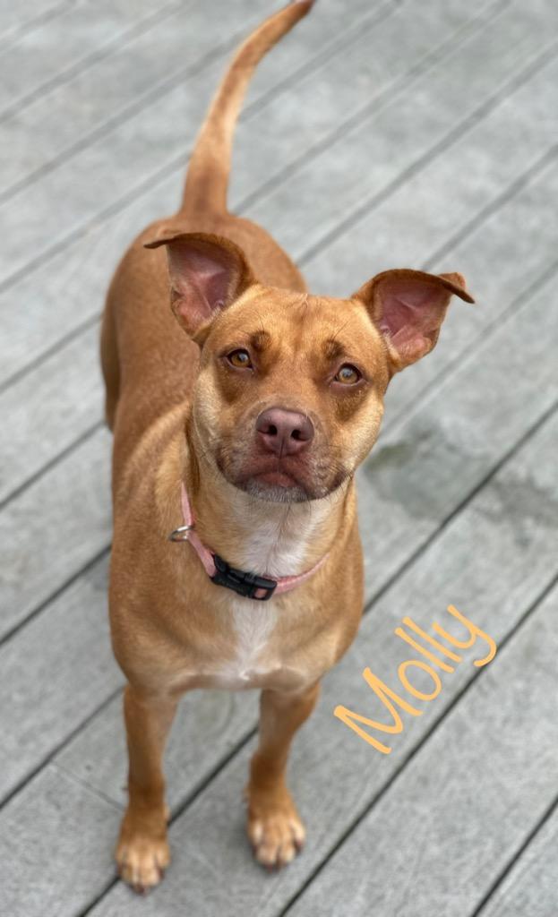 Molly, Adoptable, Adult Female Terrier & American Bulldog.