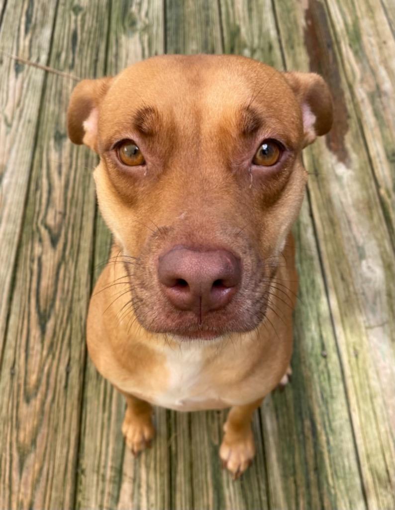Enlarge Molly, a Adoptable mixed breed in St. Augustine, FL image 5/5