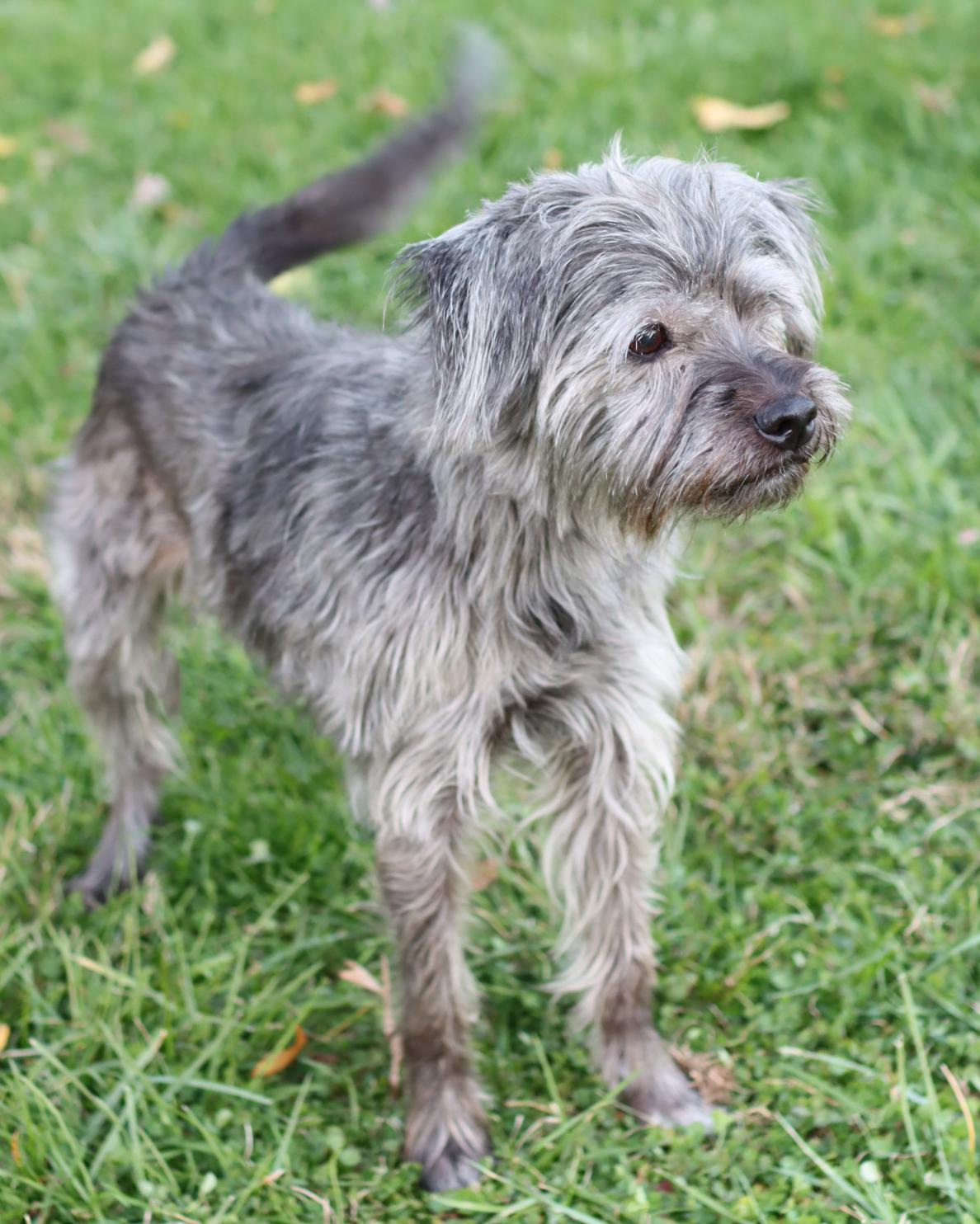 Betty, Adoptable, Senior Female Schnauzer & Terrier.