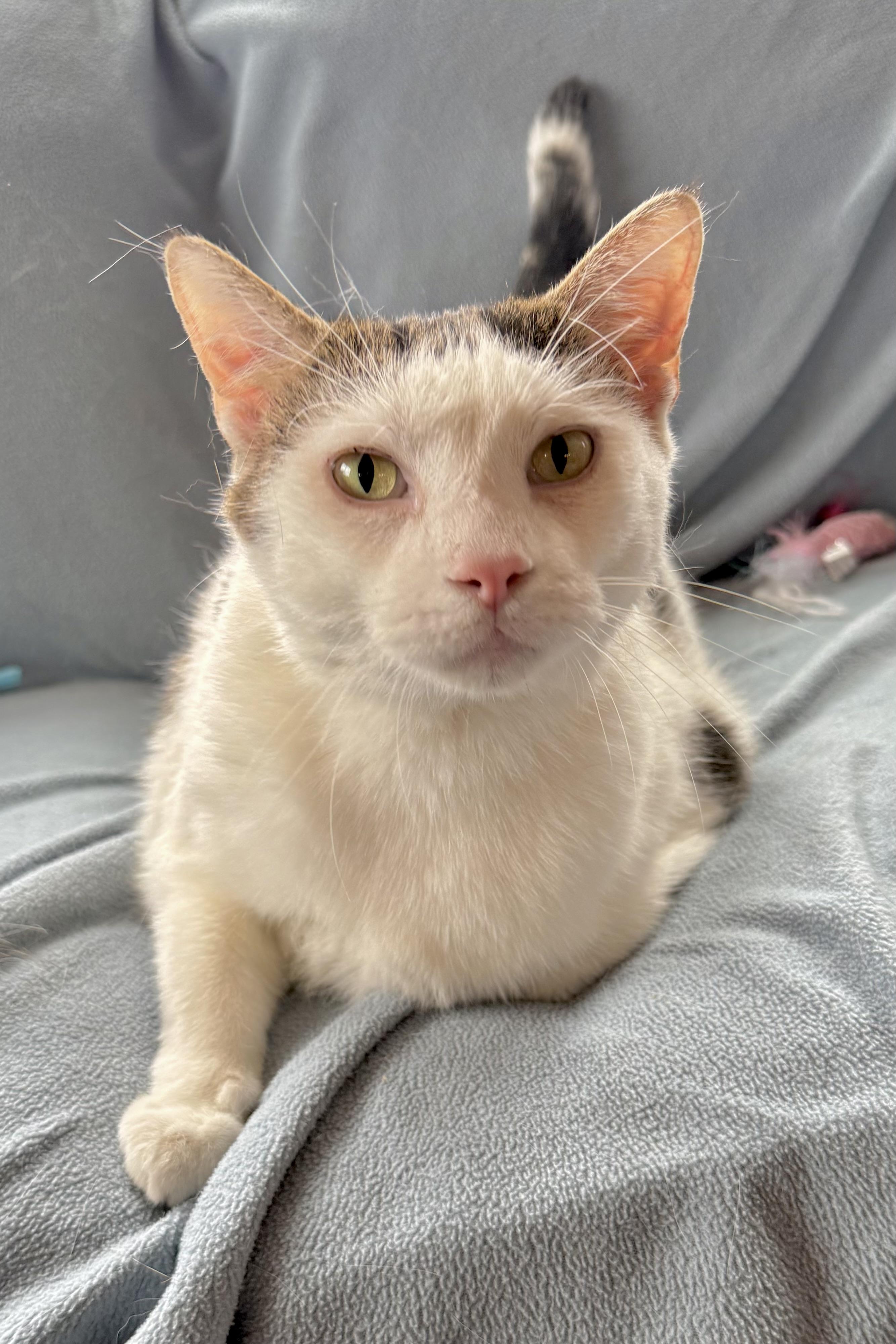 Enlarge Kipper, an adopted Domestic Short Hair in Minneapolis, MN image 4/4