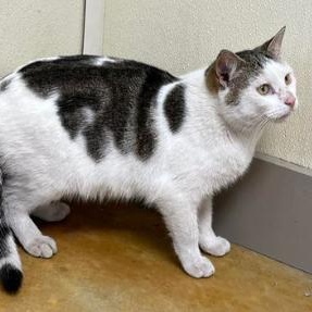 Enlarge Kipper, a Adoptable Domestic Short Hair in Minneapolis, MN image 2/2