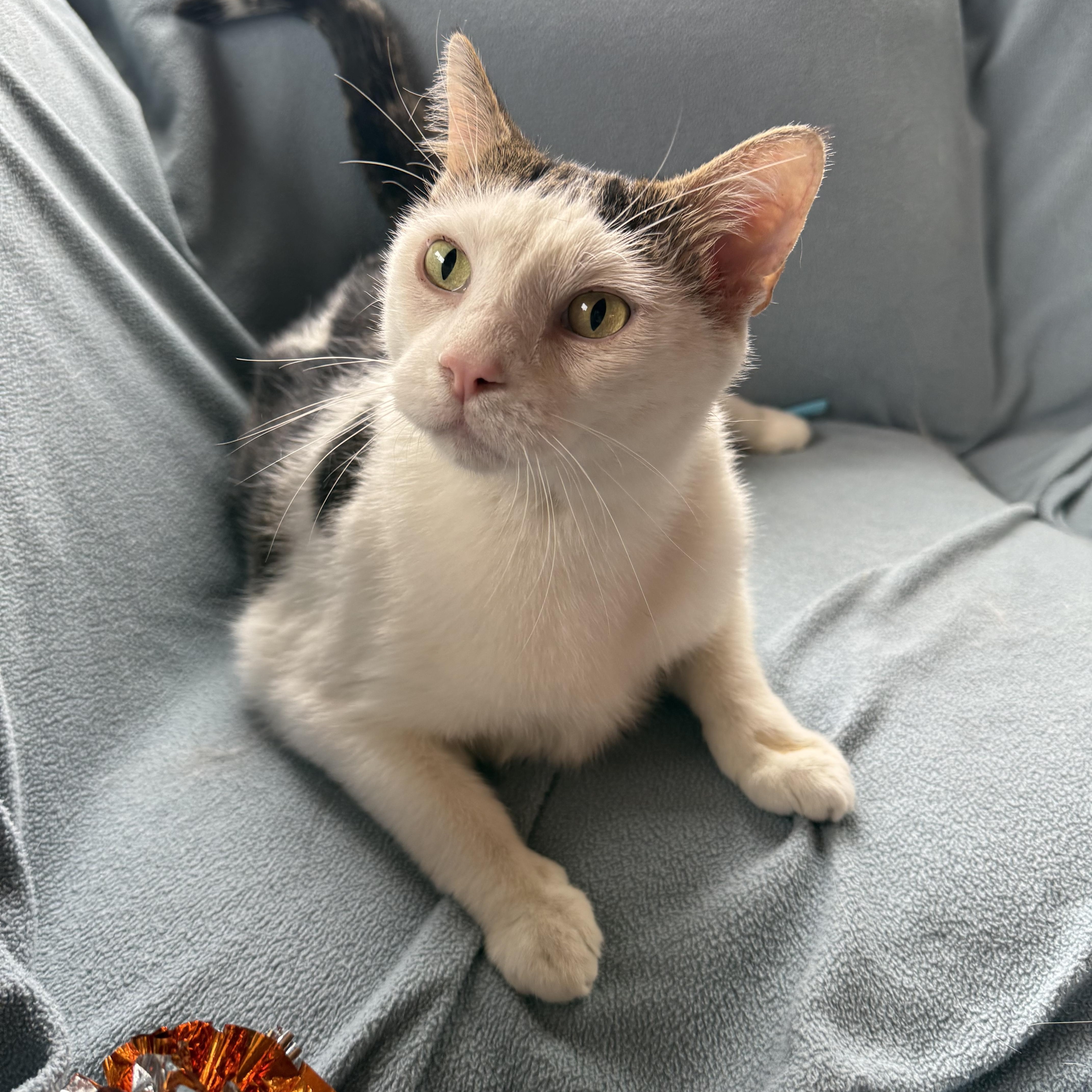 Enlarge Kipper, an adopted Domestic Short Hair in Minneapolis, MN image 1/4