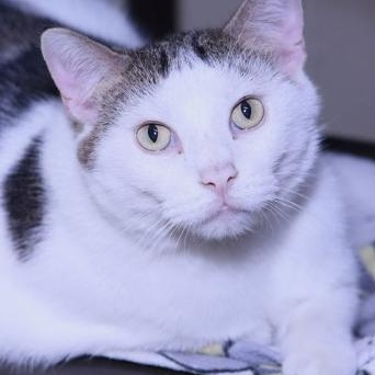 Enlarge Kipper, a Adoptable Domestic Short Hair in Minneapolis, MN image 1/2