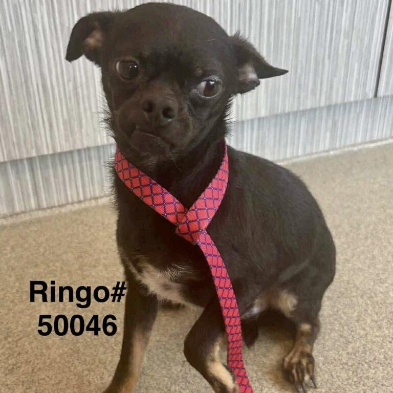 Enlarge Ringo, a Adopted Chihuahua in Holly Springs, NC image 1/1