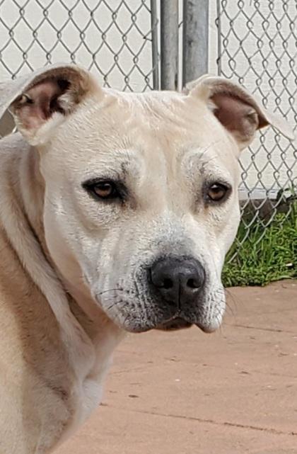 Kiana, Adoptable, Adult Female Pit Bull Terrier & Mixed Breed.