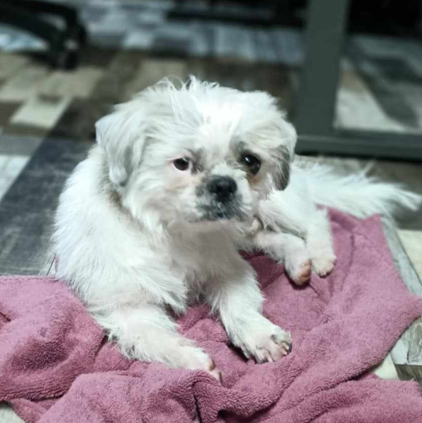 Possum — thumbnail 2