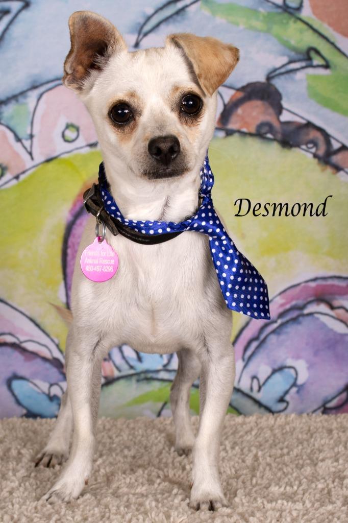 Desmond, Adoptable, Young Male Chihuahua & Shepherd.