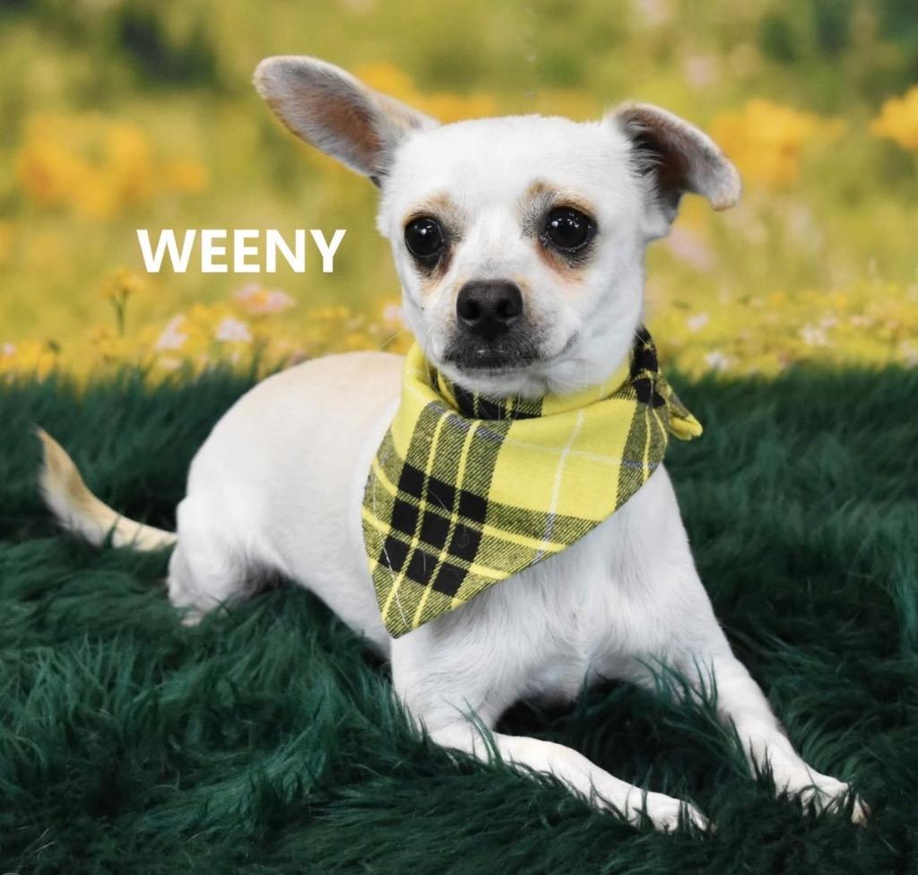Enlarge Desmond, a Adoptable mixed breed in Gilbert, AZ image 2/2
